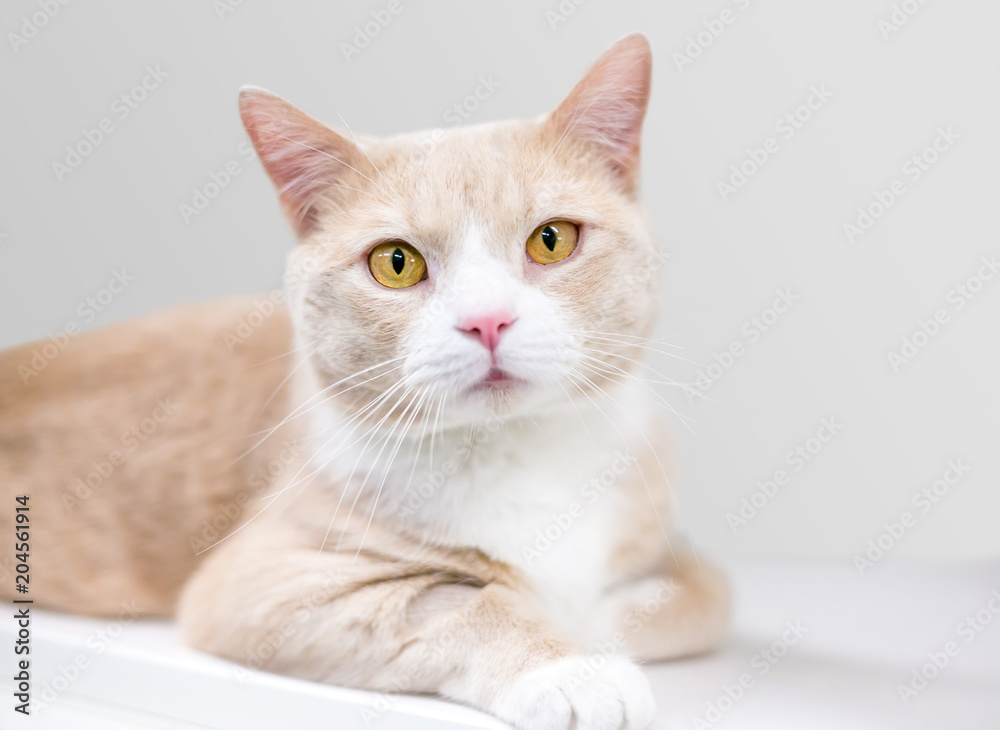A buff and white domestic shorthair cat with beautiful golden eyes