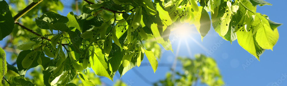 Obraz premium Frühling 450