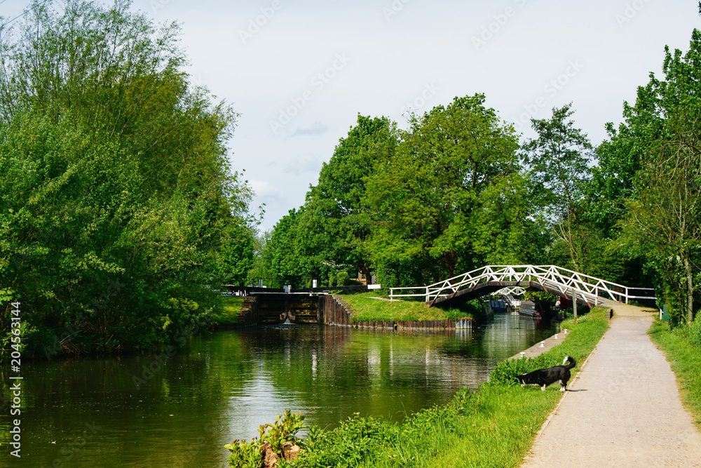 River and small arch bridge. Path with a dog. Countryside landscape in summer
