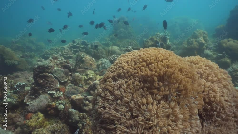 Fish and coral reef at diving. Wonderful and beautiful underwater world with corals and tropical fish. Hard and soft corals. Philippines, Mindoro. Diving and snorkeling in the tropical sea. Travel Fish and coral reef at diving. Wonderful and beautiful underwater world with corals and tropical fish. Hard and soft corals. Philippines, Mindoro. Diving and snorkeling in the tropical sea. Travel