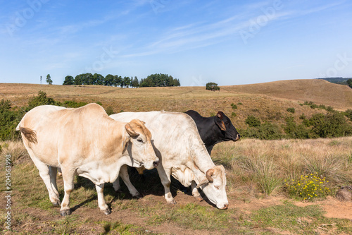 Farming Animals Cattle Closeup Countryside Landscape © ChrisVanLennepPhoto