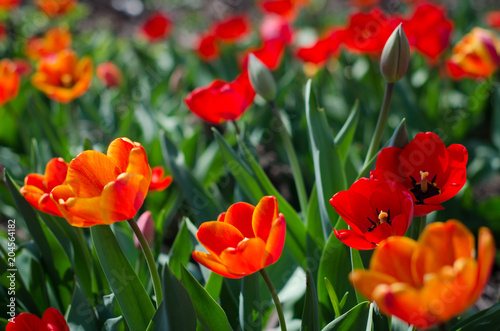 Group of red tulips in the city park