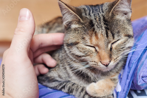 Happy kitten likes being stroked by man's hand.