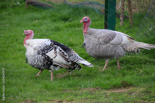 beautiful turkeys in a meadow