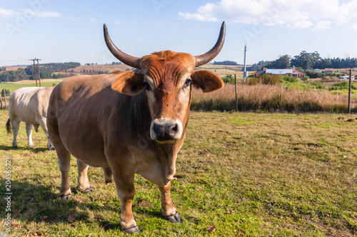 Fototapeta Naklejka Na Ścianę i Meble -  Farming Animals Cattle Closeup Countryside Landscape