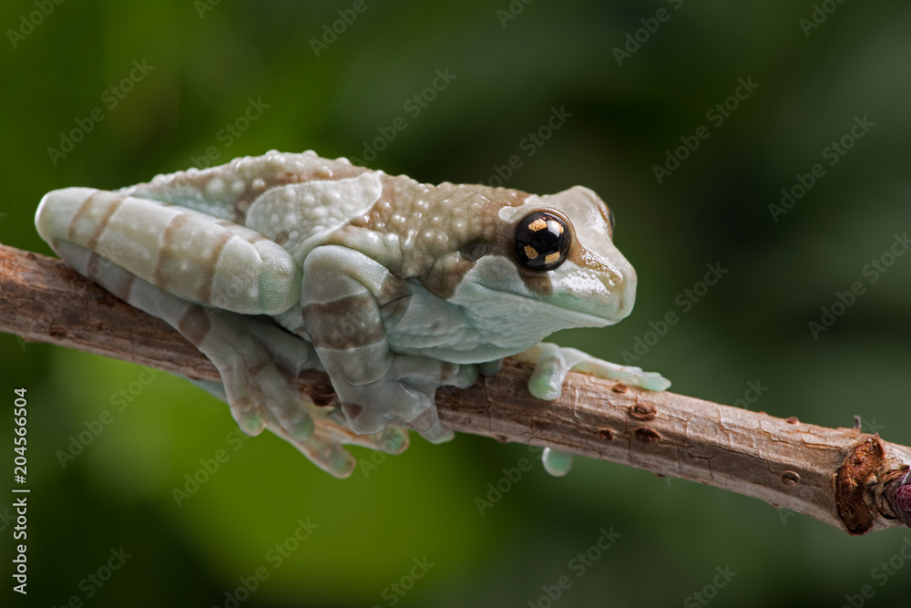 Golden-eyed Tree Frog (Trachycephalus resinifictrix)/Mission Golden-eyed Tree Frog perched on thin branch Golden-eyed Tree Frog (Trachycephalus resinifictrix)/Mission Golden-eyed Tree Frog perched on thin branch