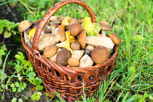 Porcini and chanterelles in the wicker basket