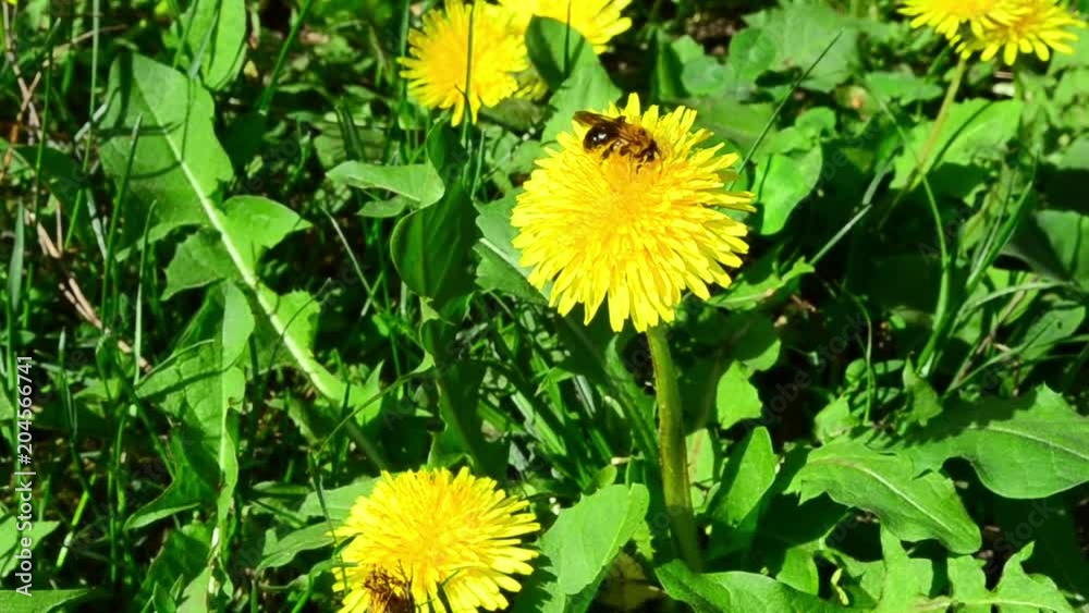Anthophila, bee, taraxacum, dandelion, flower Anthophila, bee, taraxacum, dandelion, flower