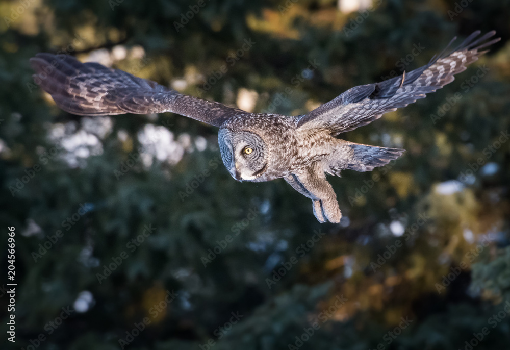 Fototapeta premium Great grey owl in the winter