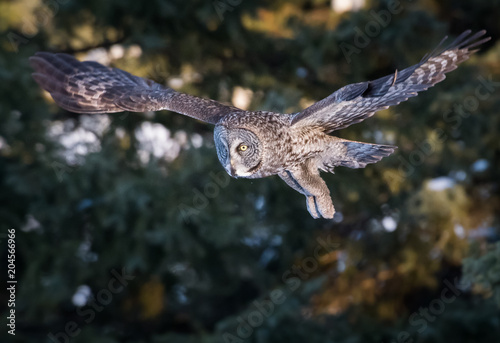 Great grey owl in the winter