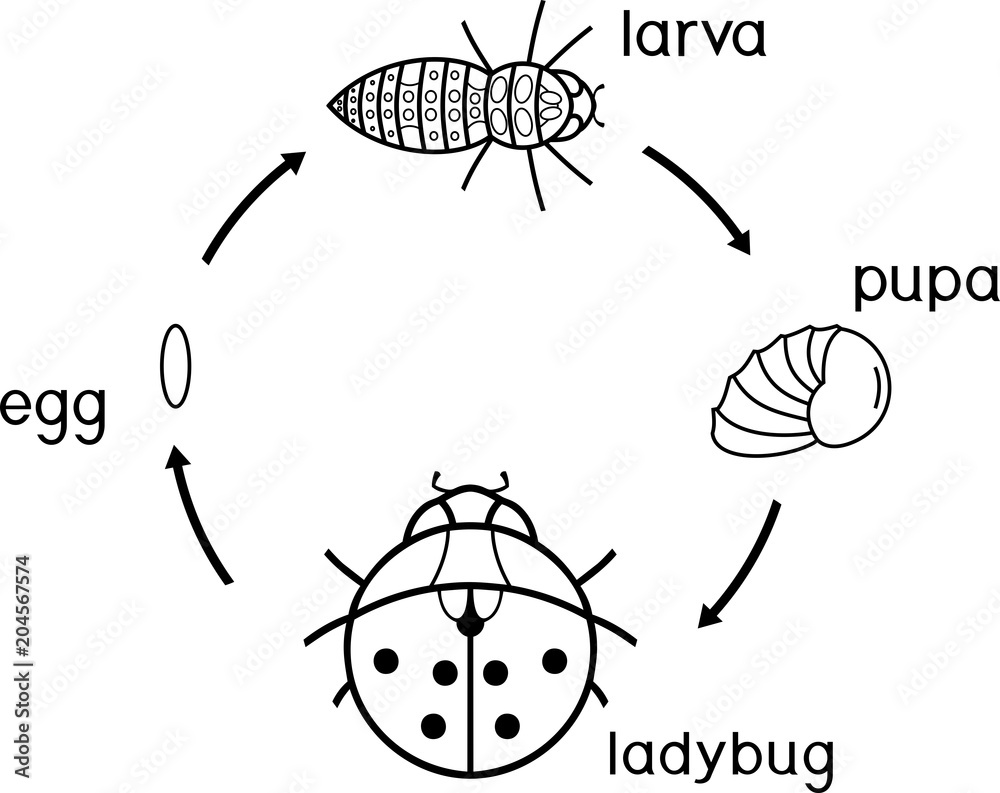 Naklejka premium Life cycle of ladybug coloring page. Sequence of stages of development of ladybug from egg to adult insect