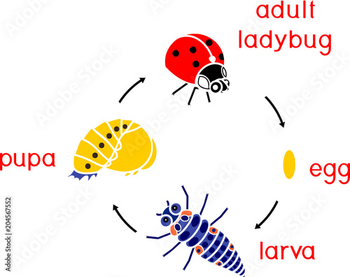 Life cycle of ladybug. Sequence of stages of development of ladybug from egg to adult insect photo