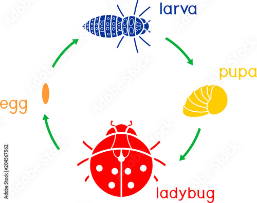 Life cycle of ladybug. Sequence of stages of development of ladybug from egg to adult insect photo