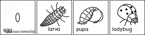 Coloring page. Sequence of stages of development of ladybug from egg to adult insect photo