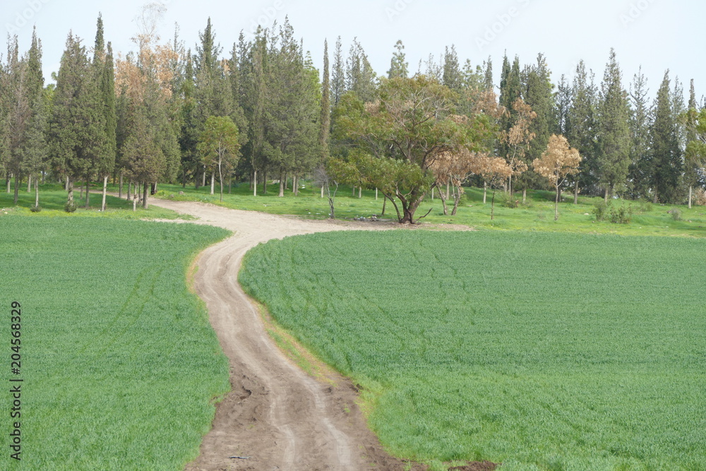 Naklejka premium View fields in the Izrael Valley, Israel