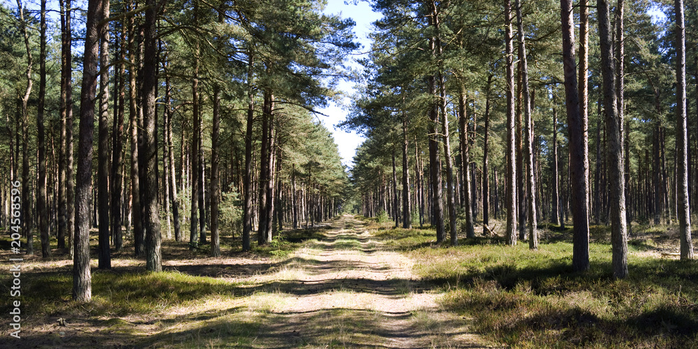 Fototapeta premium Laesoe / Denmark: Romantic forest path in the nature reserve Laesoe Klintplantage on the Kattegat island of Laesoe on a sunny day at the end of April