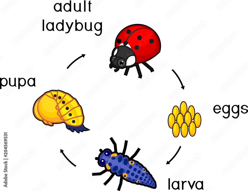 Life cycle of ladybug. Sequence of stages of development of ladybug ...