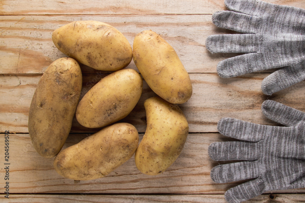 Harvesting, potatoes on a wooden background with working gloves Harvesting, potatoes on a wooden background with working gloves