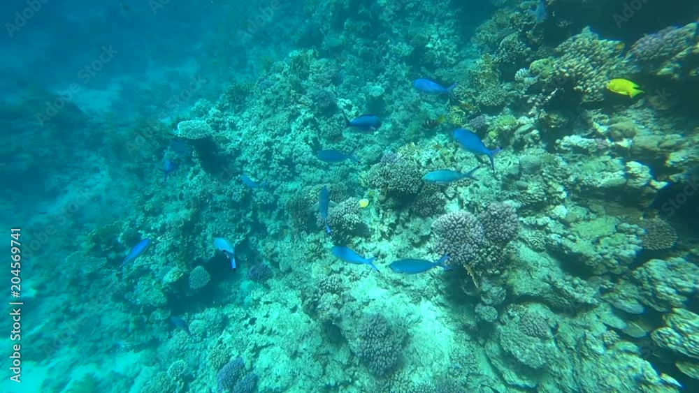 School of Yellowfin goatfish Mulloides vanicolensis School of Yellowfin goatfish Mulloides vanicolensis