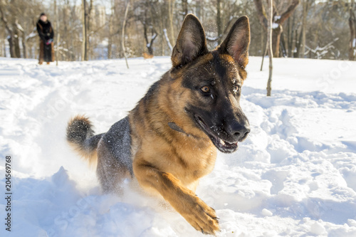 German Shepherd plays in the snow © yauhenka