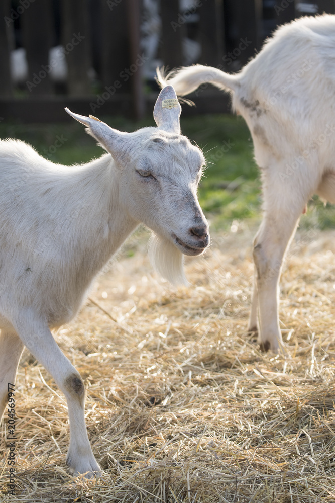 Head of a white goat without horns with a beard. Head of a white goat without horns with a beard.