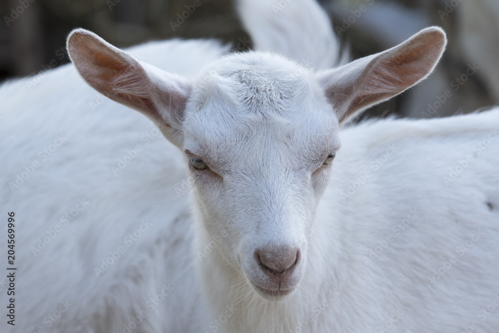 Fototapeta premium Head white knit.