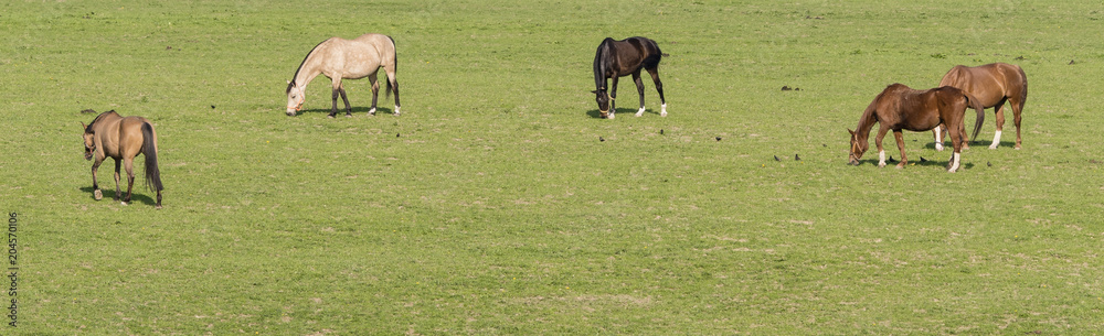 Fototapeta premium Grazing horses on grazing.