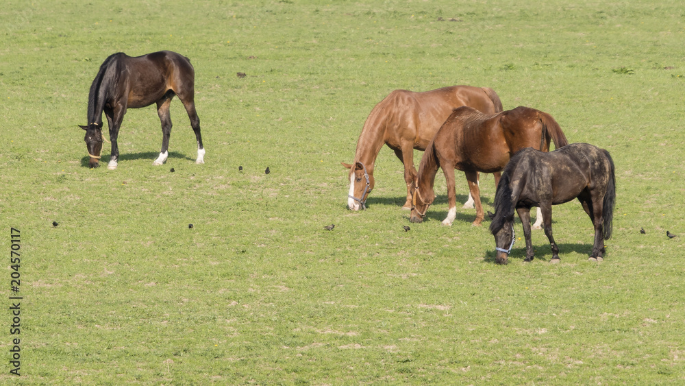 Fototapeta premium Grazing horses on grazing.