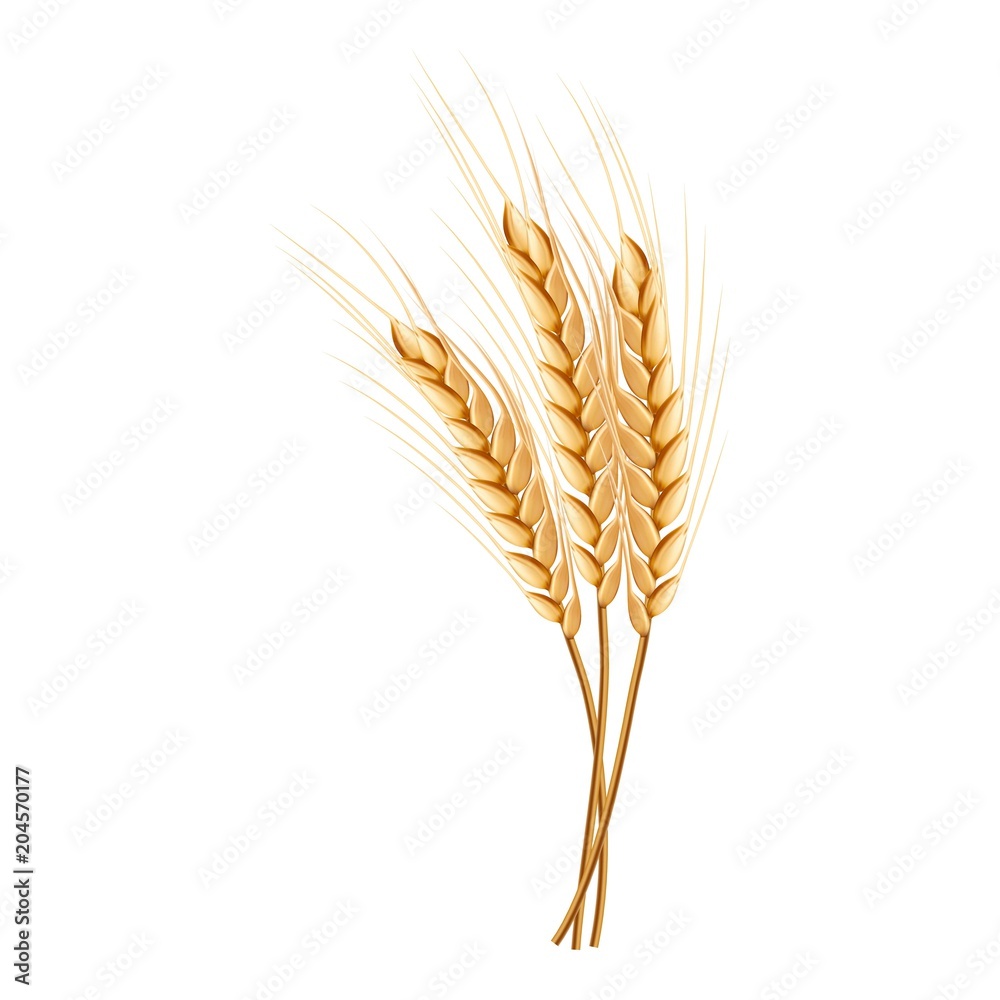 Eco wheat icon. Realistic illustration of eco wheat vector icon for web design isolated on white background Eco wheat icon. Realistic illustration of eco wheat vector icon for web design isolated on white background