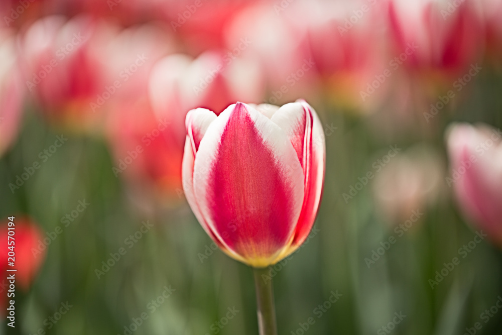 Single red and white tulip in field Single red and white tulip in field