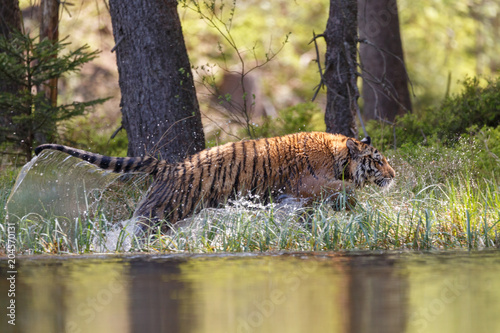 Fototapeta Naklejka Na Ścianę i Meble -  Tiger im See