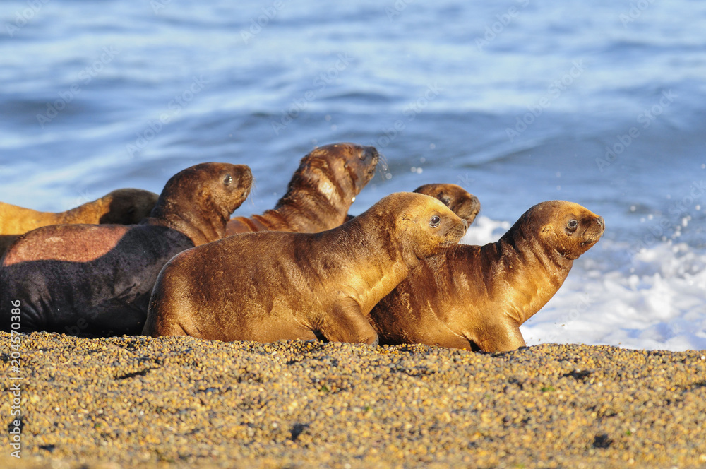 Fototapeta premium Sea Lion Baby, Patagonia Argentina