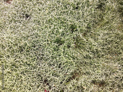 green grass plastic mat