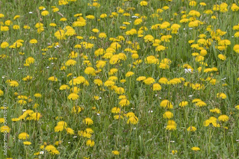 Yellow dandelion flowers. Yellow dandelion flowers.
