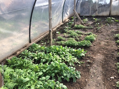Interior of a home greenhouse for growing seedlings of tomato and green plants with rows of green seedlings stretching back to the distance