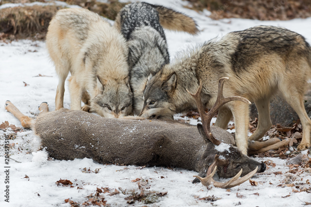 Naklejka premium Grey Wolves (Canis lupus) Gnaw at White-Tail Deer