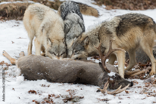 Grey Wolves (Canis lupus) Gnaw at White-Tail Deer