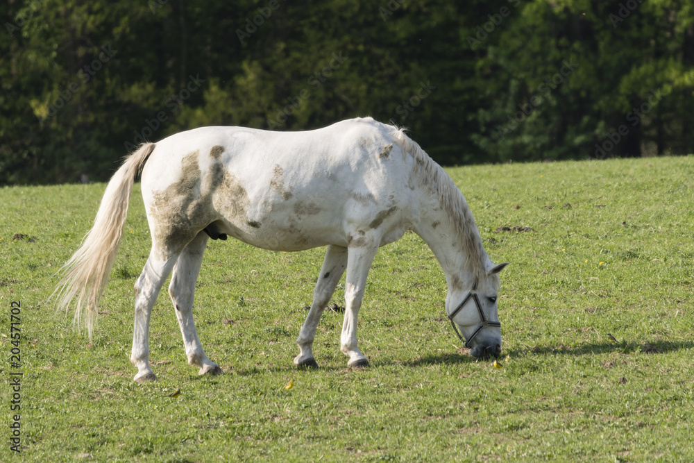 A bright horse wakes on the pasture. A bright horse wakes on the pasture.