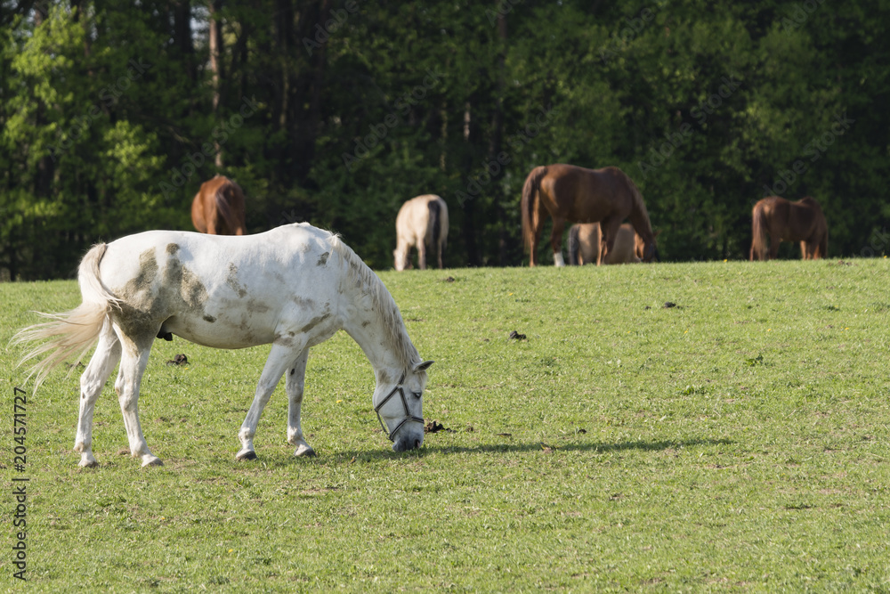 A bright horse wakes on the pasture. A bright horse wakes on the pasture.