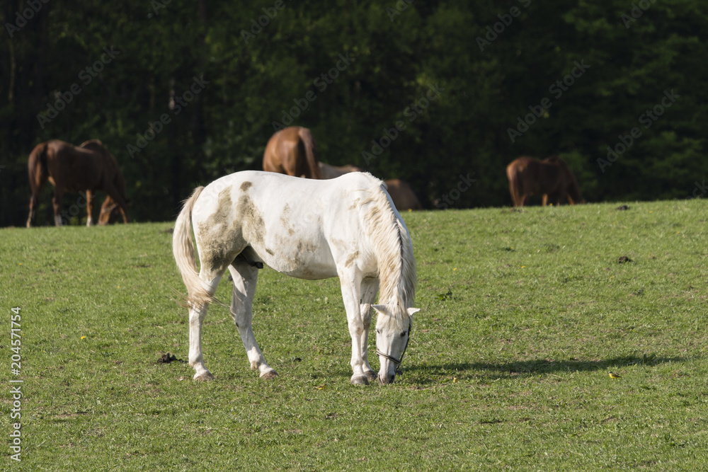 A bright horse wakes on the pasture. A bright horse wakes on the pasture.