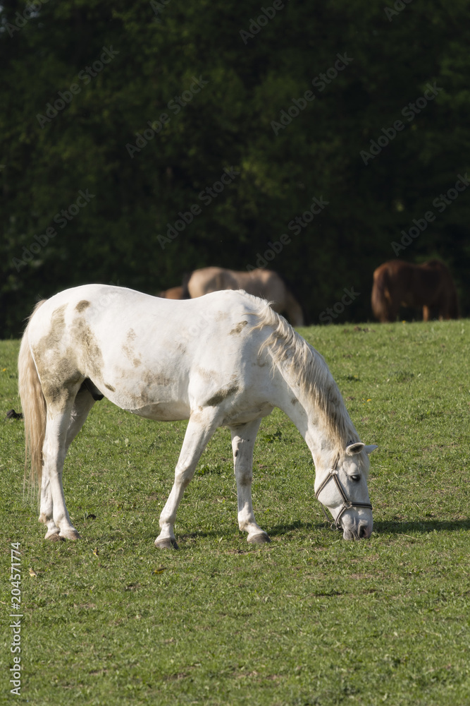 A bright horse wakes on the pasture. A bright horse wakes on the pasture.