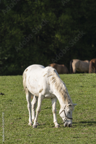 A bright horse wakes on the pasture.