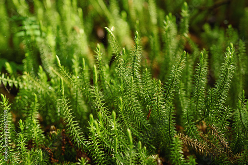 Abstract natural background with green moss in the forest. Seasonal spring eco concept