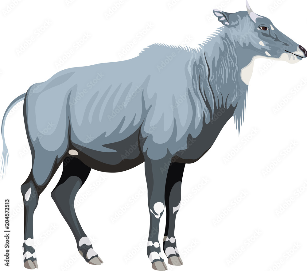 Vector male nilgai - blue bull Stock Vector | Adobe Stock