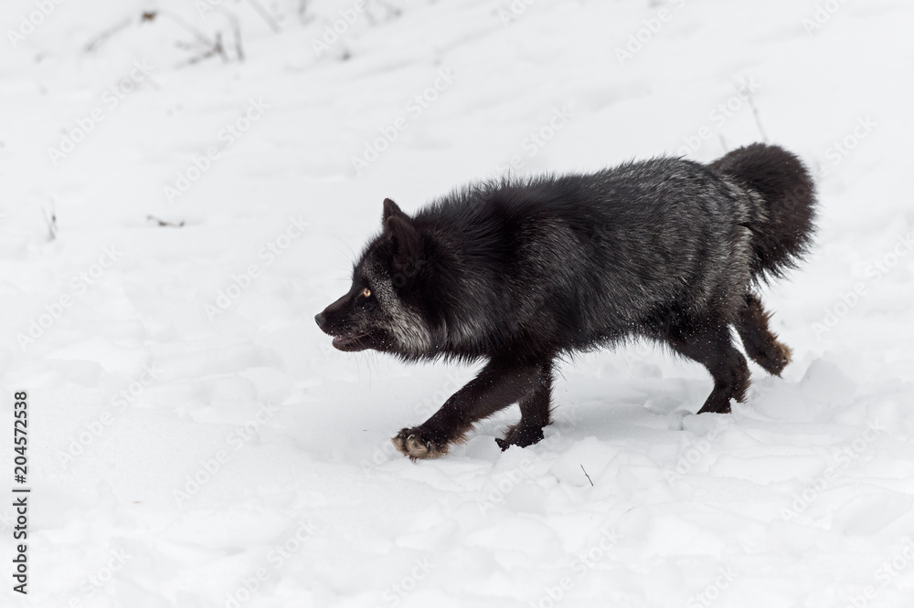 Naklejka premium Silver Fox (Vulpes vulpes) Steps Left
