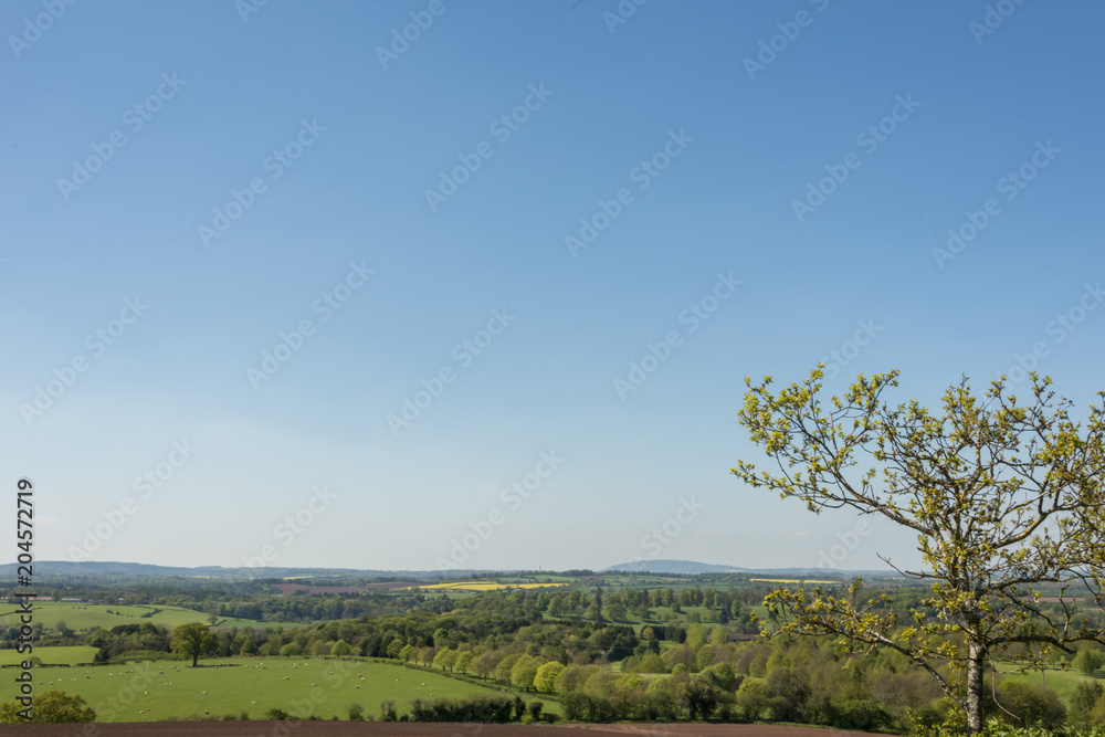 Summer english landscape with yellow rapeseed oil crops