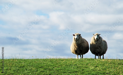 Pastoral scenery withtwi sheeps along river bank, in Germany, near baltic Sea