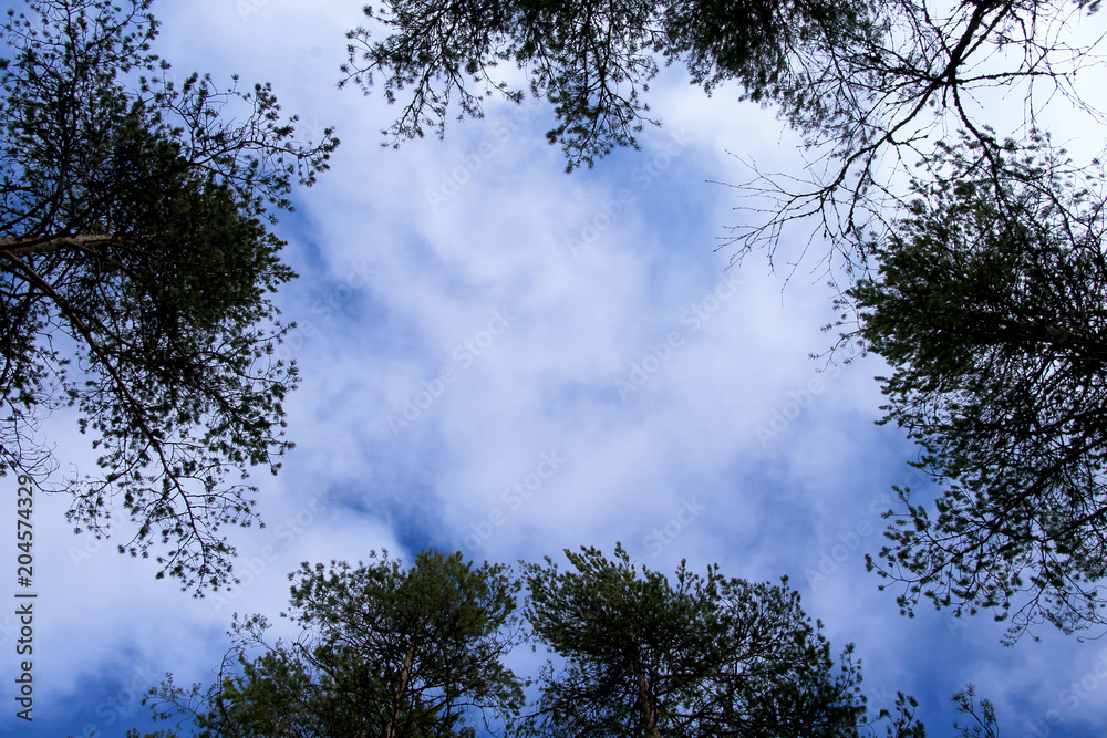 Tops of trees against the background of the blue sky