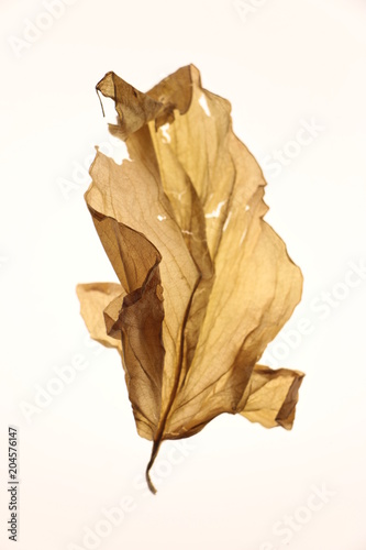 Hoja