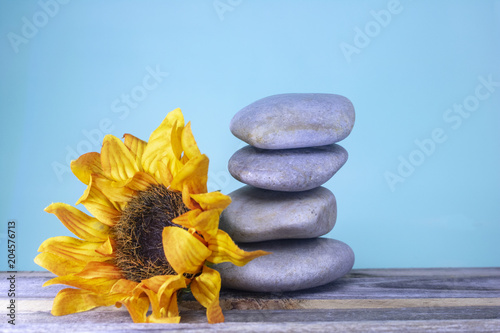 A yellow flower blooms next to a stack of rocks on a bright blue background  Minimalist desk decorations 